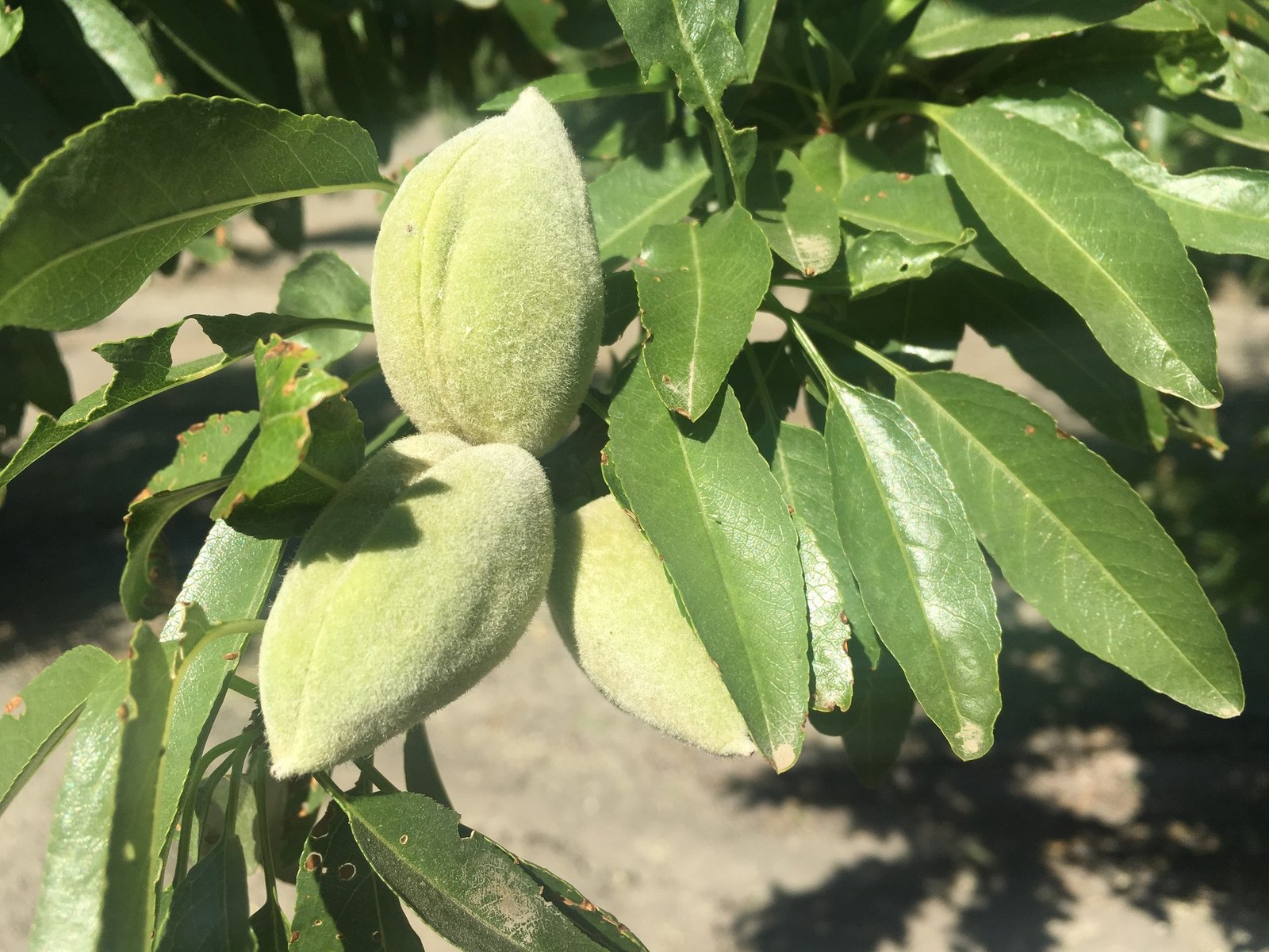 Green almond hulls hang among long leaves on a sunlit branch.